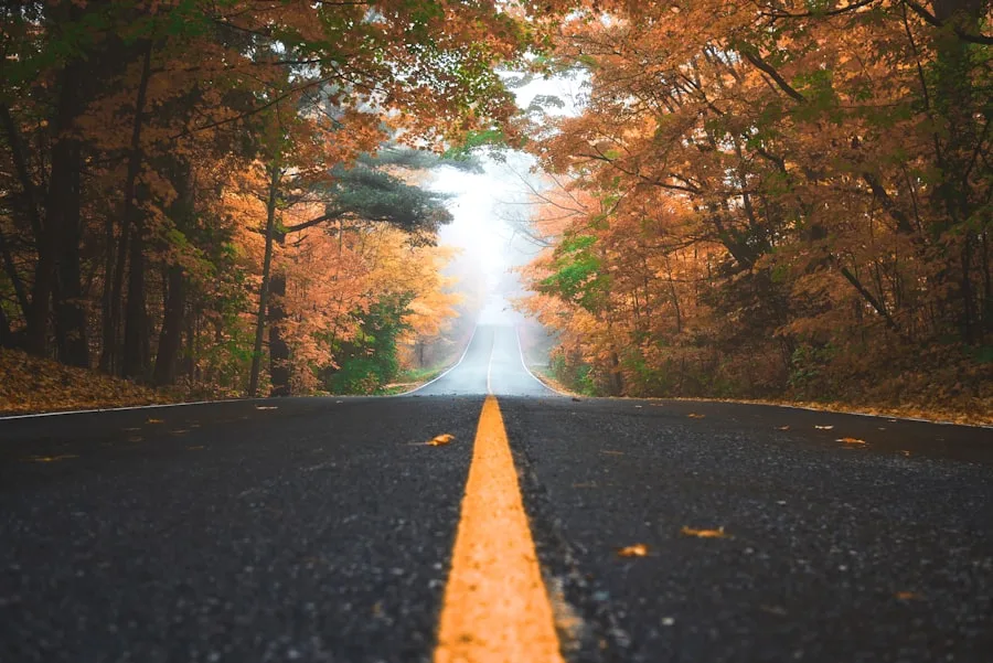 The maple-lined lane into the neighborhood in October